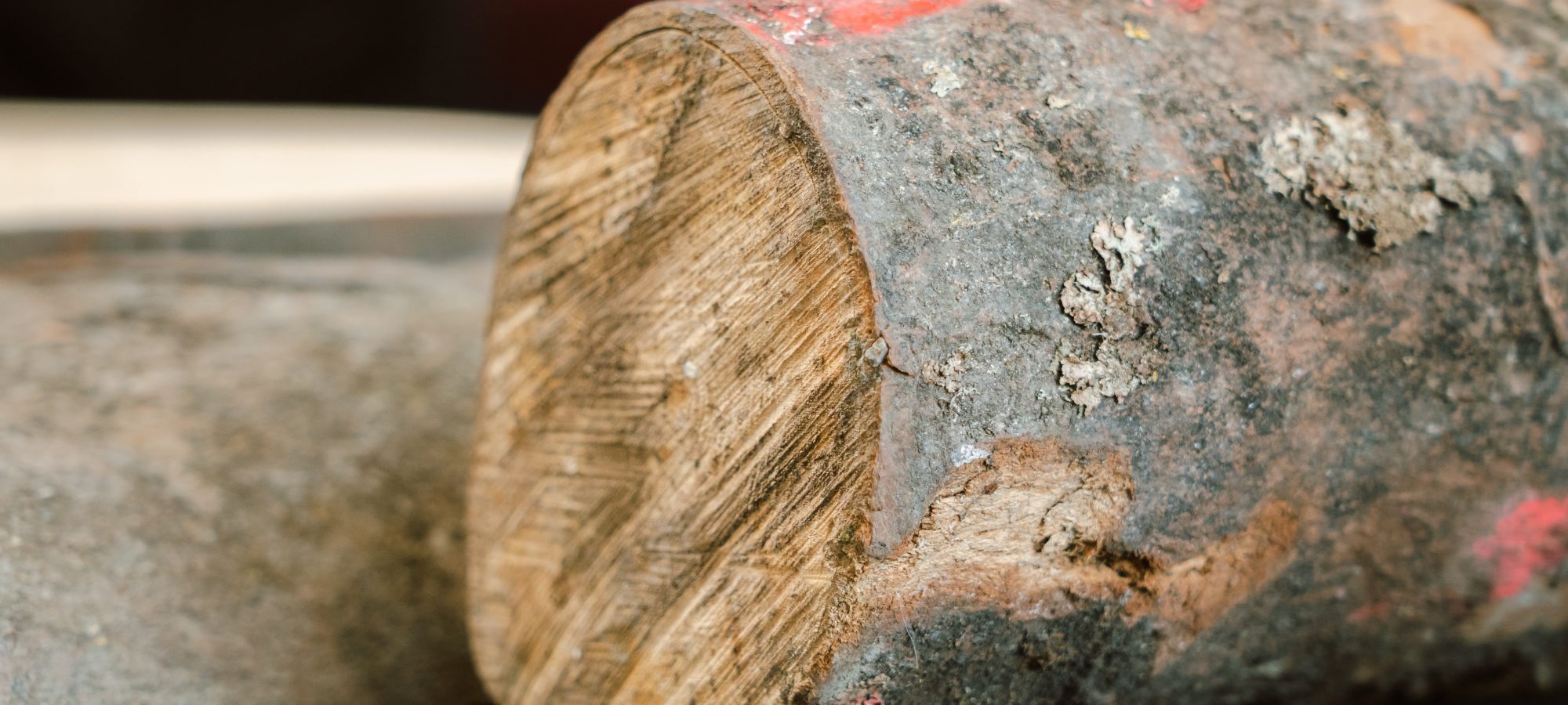 two logs of Sycamore Gap wood